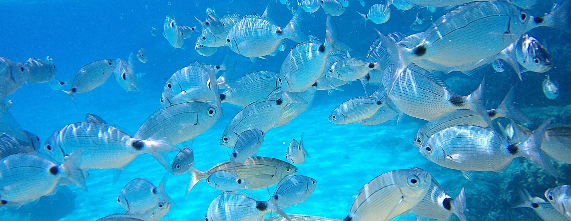 Snorkeling
